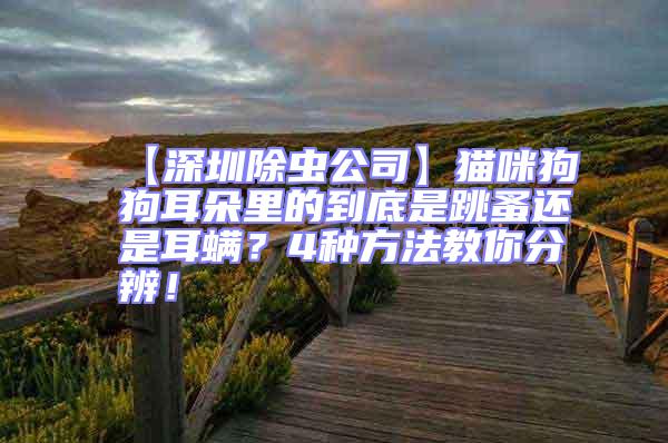 【深圳除蟲公司】貓咪狗狗耳朵里的到底是跳蚤還是耳螨？4種方法教你分辨！