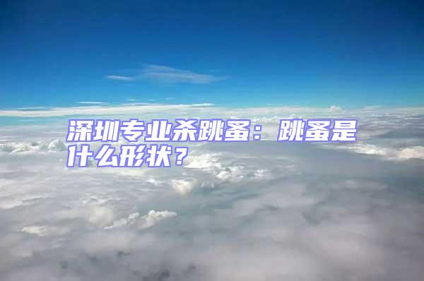 深圳專業(yè)殺跳蚤：跳蚤是什么形狀？