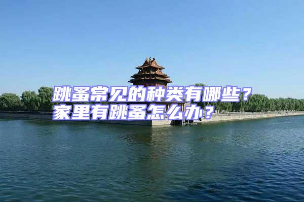 跳蚤常見的種類有哪些？家里有跳蚤怎么辦？