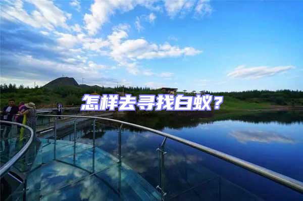 怎樣去尋找白蟻？