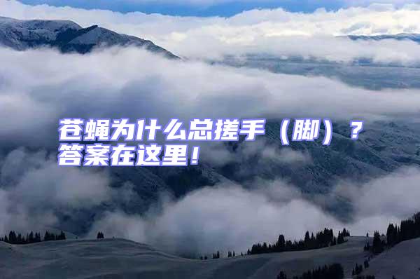 蒼蠅為什么總搓手（腳）？答案在這里！