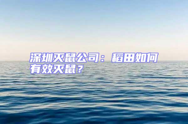 深圳滅鼠公司：稻田如何有效滅鼠？