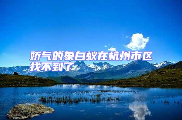 嬌氣的象白蟻在杭州市區(qū)找不到了