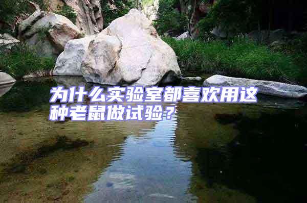 為什么實(shí)驗(yàn)室都喜歡用這種老鼠做試驗(yàn)？