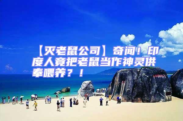 【滅老鼠公司】奇聞！印度人竟把老鼠當作神靈供奉喂養(yǎng)？！