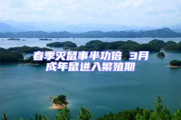 春季滅鼠事半功倍 3月成年鼠進入繁殖期