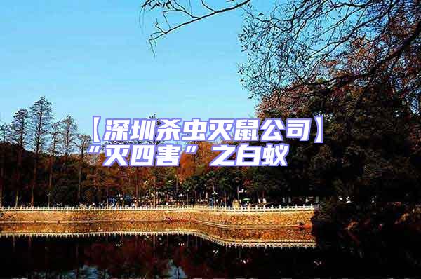 【深圳殺蟲(chóng)滅鼠公司】“滅四害”之白蟻