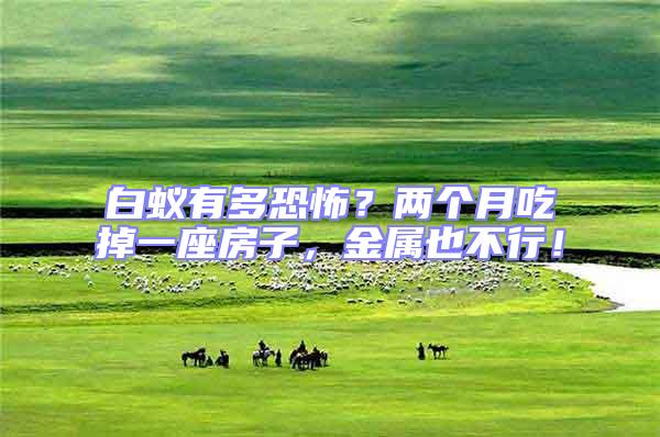 白蟻有多恐怖？兩個月吃掉一座房子，金屬也不行！