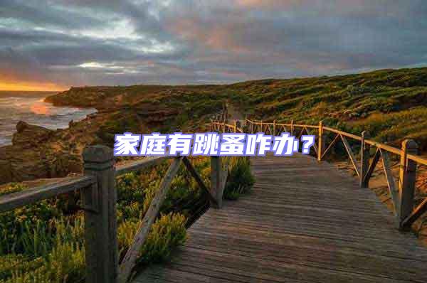 家庭有跳蚤咋辦？