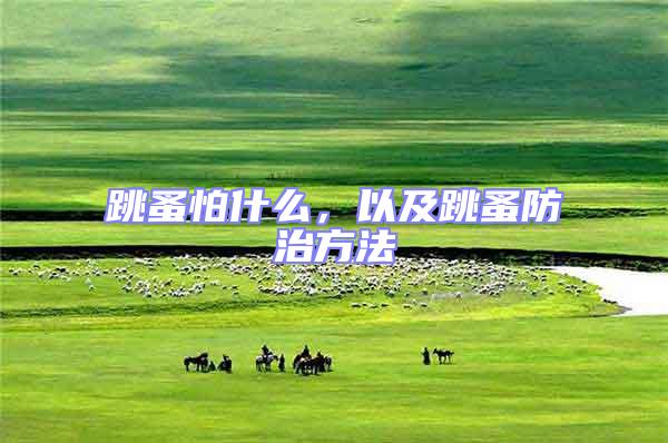 跳蚤怕什么，以及跳蚤防治方法