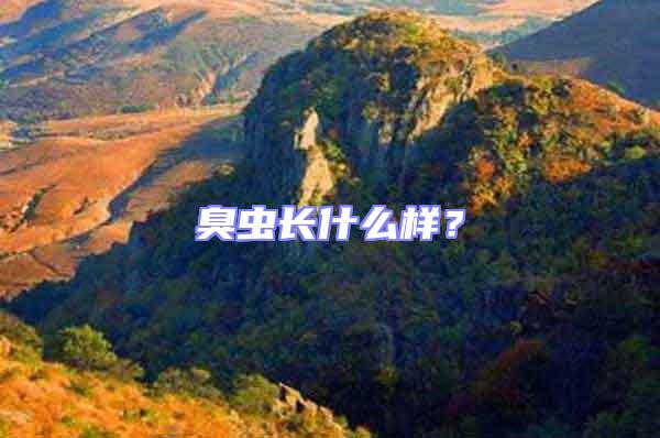 臭蟲長什么樣？