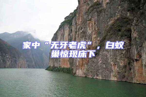 家中“無(wú)牙老虎”，白蟻巢驚現(xiàn)床下