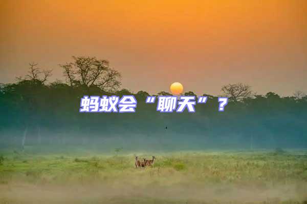 螞蟻會“聊天”？