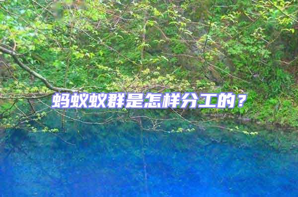 螞蟻蟻群是怎樣分工的？