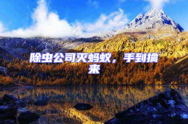 除蟲公司滅螞蟻，手到擒來