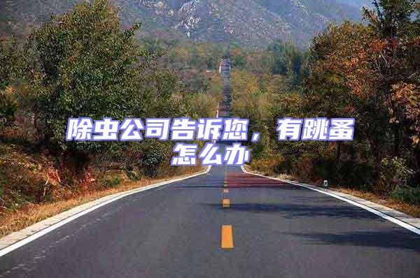 除蟲公司告訴您，有跳蚤怎么辦