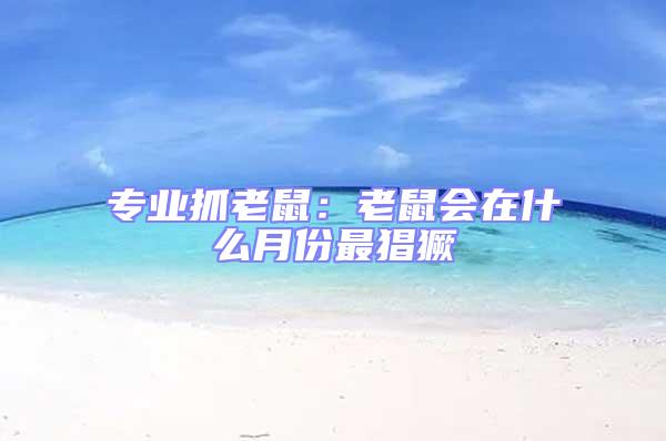 專業(yè)抓老鼠：老鼠會在什么月份最猖獗