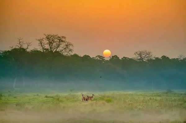 家里出現(xiàn)小黃螞蟻怎么辦？除蟲公司教你連環(huán)計滅螞蟻