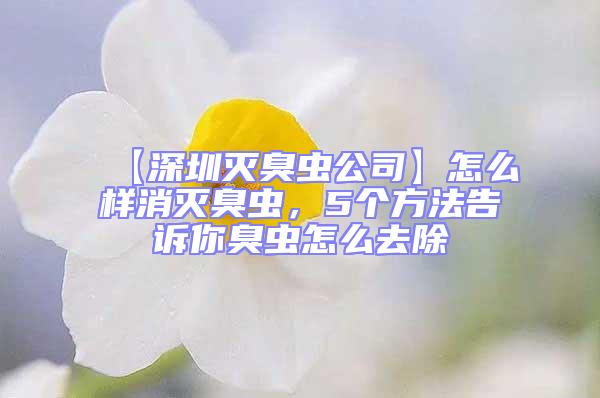 【深圳滅臭蟲公司】怎么樣消滅臭蟲，5個方法告訴你臭蟲怎么去除