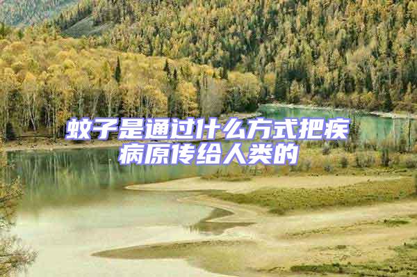 蚊子是通過(guò)什么方式把疾病原傳給人類的