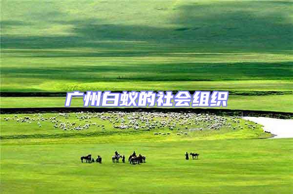 廣州白蟻的社會(huì)組織