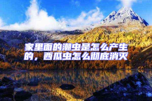 家里面的潮蟲是怎么產(chǎn)生的，西瓜蟲怎么徹底消滅