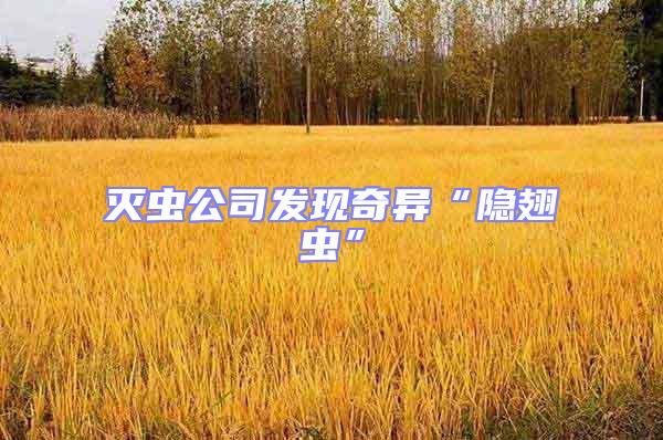 滅蟲(chóng)公司發(fā)現(xiàn)奇異“隱翅蟲(chóng)”