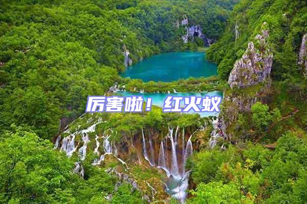 厲害啦！紅火蟻