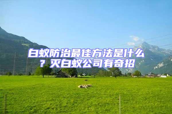 白蟻防治最佳方法是什么？滅白蟻公司有奇招