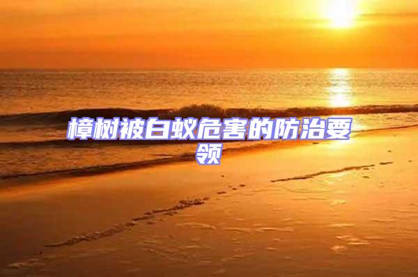 樟樹被白蟻危害的防治要領(lǐng)