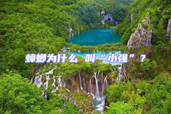 蟑螂為什么 叫“小強(qiáng)”？