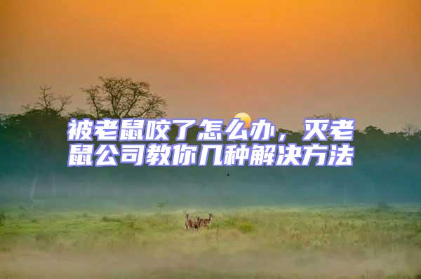 被老鼠咬了怎么辦，滅老鼠公司教你幾種解決方法