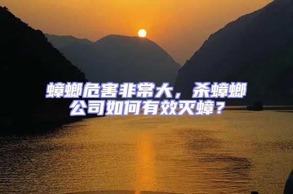 蟑螂危害非常大，殺蟑螂公司如何有效滅蟑？