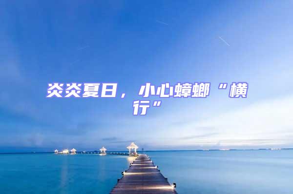 炎炎夏日，小心蟑螂“橫行”