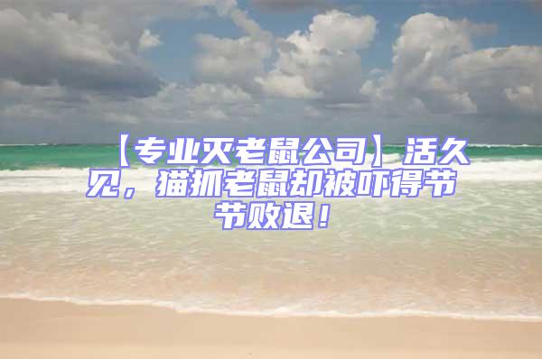 【專業(yè)滅老鼠公司】活久見，貓抓老鼠卻被嚇得節(jié)節(jié)敗退！