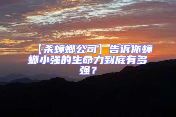 【殺蟑螂公司】告訴你蟑螂小強的生命力到底有多強？