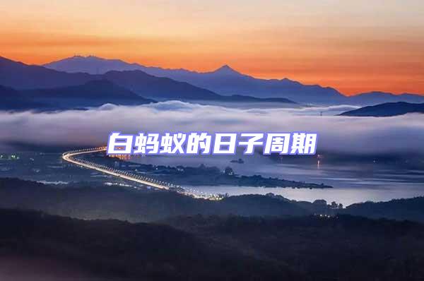 白螞蟻的日子周期