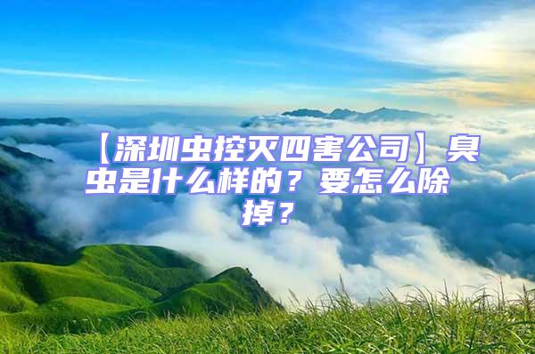【深圳蟲(chóng)控滅四害公司】臭蟲(chóng)是什么樣的？要怎么除掉？