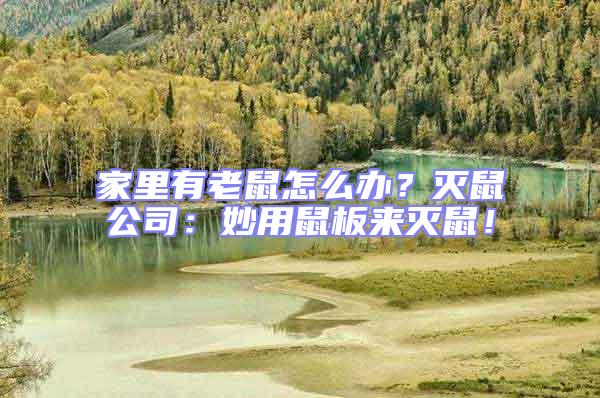 家里有老鼠怎么辦？滅鼠公司：妙用鼠板來滅鼠！