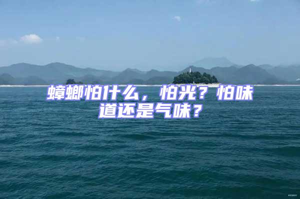 蟑螂怕什么，怕光？怕味道還是氣味？
