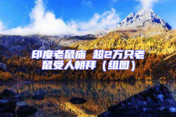 印度老鼠廟 超2萬(wàn)只老鼠受人朝拜（組圖）