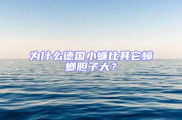為什么德國(guó)小蠊比其它蟑螂膽子大？