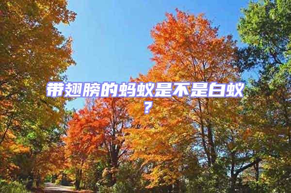 帶翅膀的螞蟻是不是白蟻？