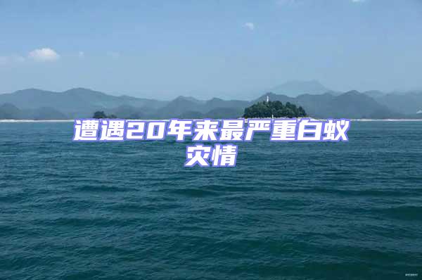 遭遇20年來最嚴重白蟻災(zāi)情