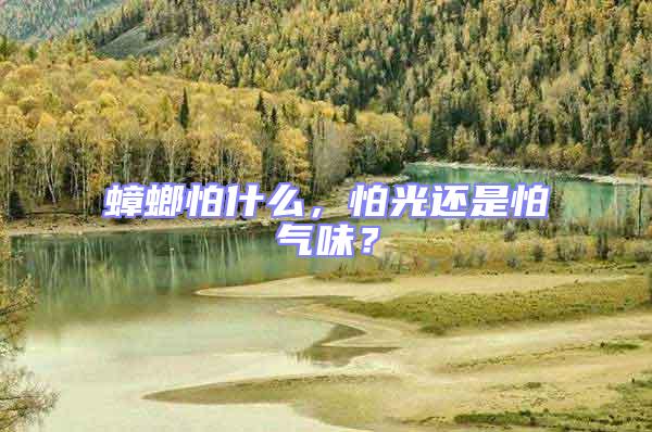 蟑螂怕什么，怕光還是怕氣味？