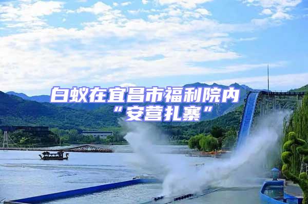 白蟻在宜昌市福利院內(nèi)“安營(yíng)扎寨”