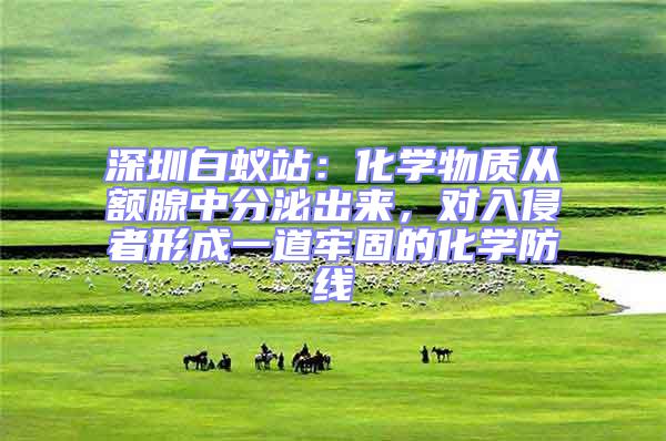 深圳白蟻站：化學(xué)物質(zhì)從額腺中分泌出來，對(duì)入侵者形成一道牢固的化學(xué)防線