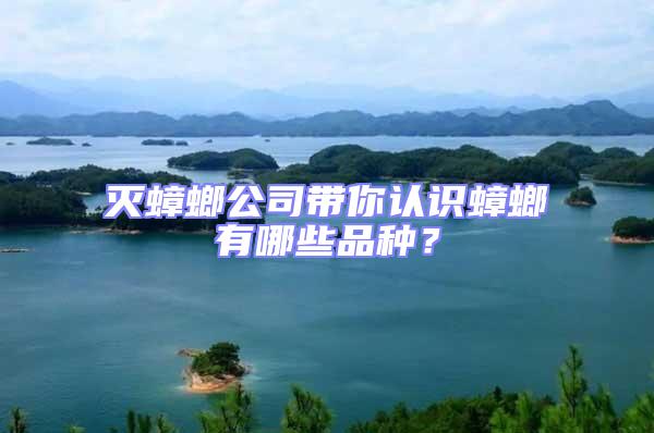 滅蟑螂公司帶你認識蟑螂有哪些品種？