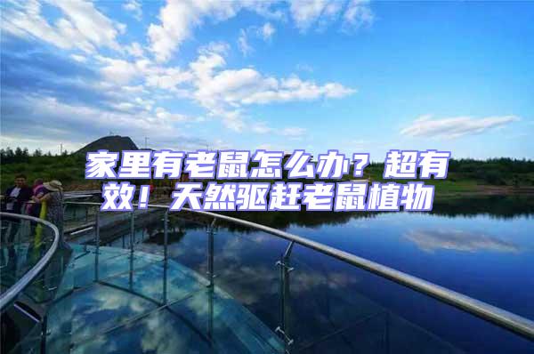 家里有老鼠怎么辦？超有效！天然驅趕老鼠植物