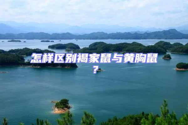 怎樣區(qū)別褐家鼠與黃胸鼠？